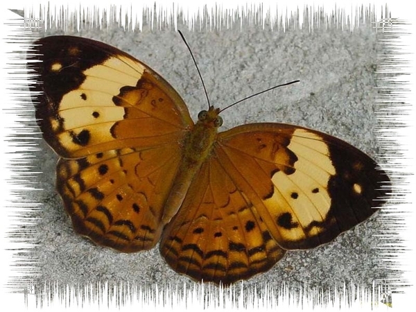 vlinders 32 (Medium)