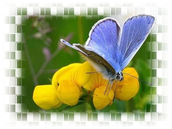 vlinders 33 (Medium)