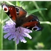 Dagpauwoog Vlinder