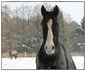Paarden in de sneeuw