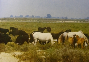 Provence _Arles omg. _wilde paarden en stieren