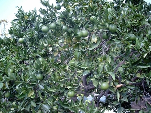 4c 276-Nauplion_omg-appelsienenboom