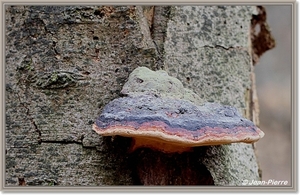 Platte tonderzwam - Ganoderma lipsiense IMG-2617