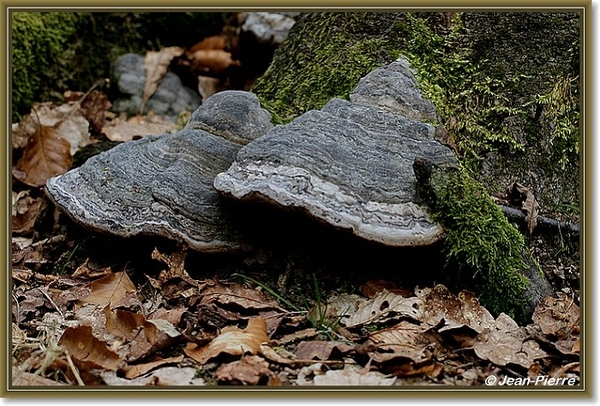 Platte tonderzwam - Ganoderma lipsiense IMG-2634
