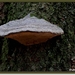 Platte tonderzwam - Ganoderma lipsiense IMG-2687