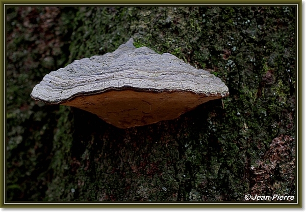 Platte tonderzwam - Ganoderma lipsiense IMG-2687