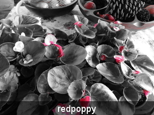 rode begonia (speciaal effect)