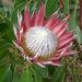 Kirstenbosch  Koningsprotea Nationale bloem Zuid-Afrika