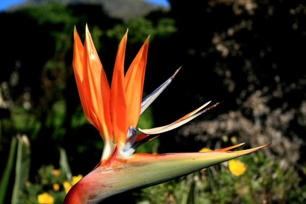 Kirstenbosch Paradijsvogelbloem