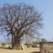 Uit de kluiten gewassen baobab !