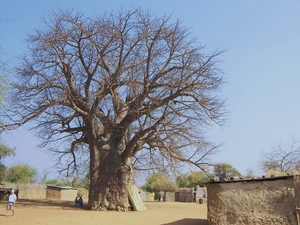 Uit de kluiten gewassen baobab !