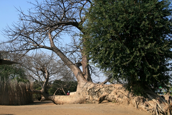 Gesneuvelde baobab