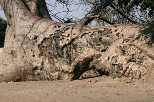 Detail gevelde baobab