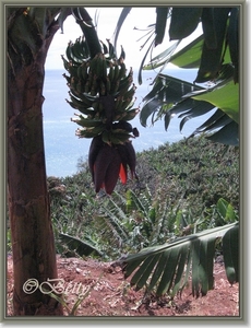 Bananenboom.