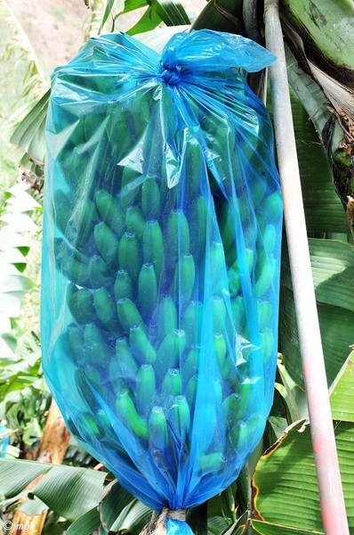Bijna volwassen bananen worden beschermd door een plastic zak