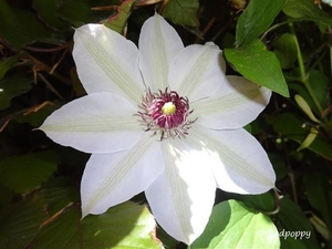 clematis mme. Lecoultre