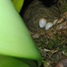 Nestje roodborst in bloempot met plant.