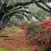 landschap 28  South Carolina (Medium)