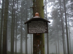032-'Flechtenbehang an Waldbäume