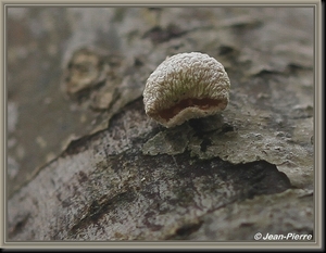 Wilgenhoutvlieskelkje - Hymenoscyphus salicinus IMG-4112