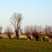Roeselare-Oude Knotwilgen-29-3-2013