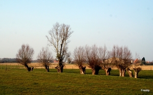 Roeselare-Oude Knotwilgen-29-3-2013