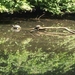 035-Roodwangschildpadden genieten in volle zon...