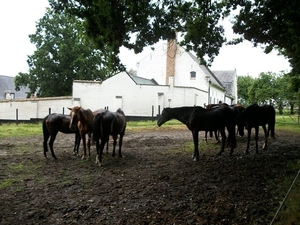 062-Lindenhof-rustoord voor paarden in Neerijse