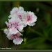 Duizendschoon - Dianthus barbatus IMG-8028