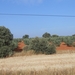 olijfgaarden
