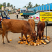 Koeien bij de vismarkt in Negombo Sri Lanka