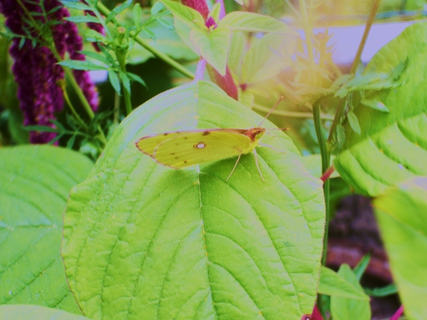 Citroen vlinder(2)