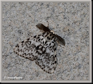 Nonvlinder - Lymantria monacha  IMG-4940