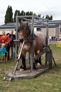 Trekpaarden-1 september-Roeselare-2013