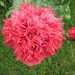 Oosterse papaver (1)