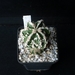 Astrophytum  ornatum cv fukuryu 274