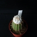 Astrophytum asterias super kabuto snow cv kikko 279