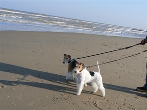 Daisy en Timmie aan de Zee