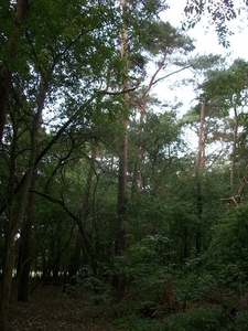 27-Peulisbossen met 15ha.natuurgebied