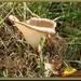 Peksteel - Polyporus badius  IMG-1009