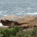 Cap Frhel, rotswanden uit rode zandsteen, zwarte leisteen, gran