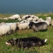 41-schapen met hun bewaker..