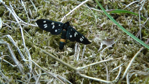 Phegea vlinder (amata phegea)