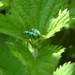 Groene bladsnuitkever (phyllobius pomaceus)