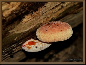 Zalmzwam - Rhodotus palmatus IMG-3592