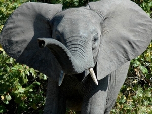 olifant2