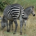 zebra1