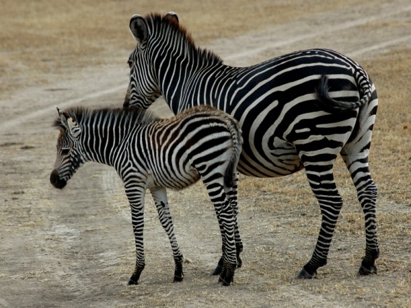 zebras2