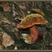 Gewone heksenboleet - Boletus erythropus IMG-4781