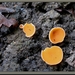 Kleine oranje bekerzwam - Aleuria exigua IMG-3811